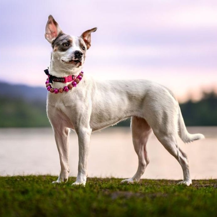 Maybelle is in Seattle!, a ADOPTABLE mixed breed in Redmond, WA image 4/6