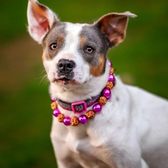 Maybelle is in Seattle!, ADOPTABLE, Young Female Mixed Breed.