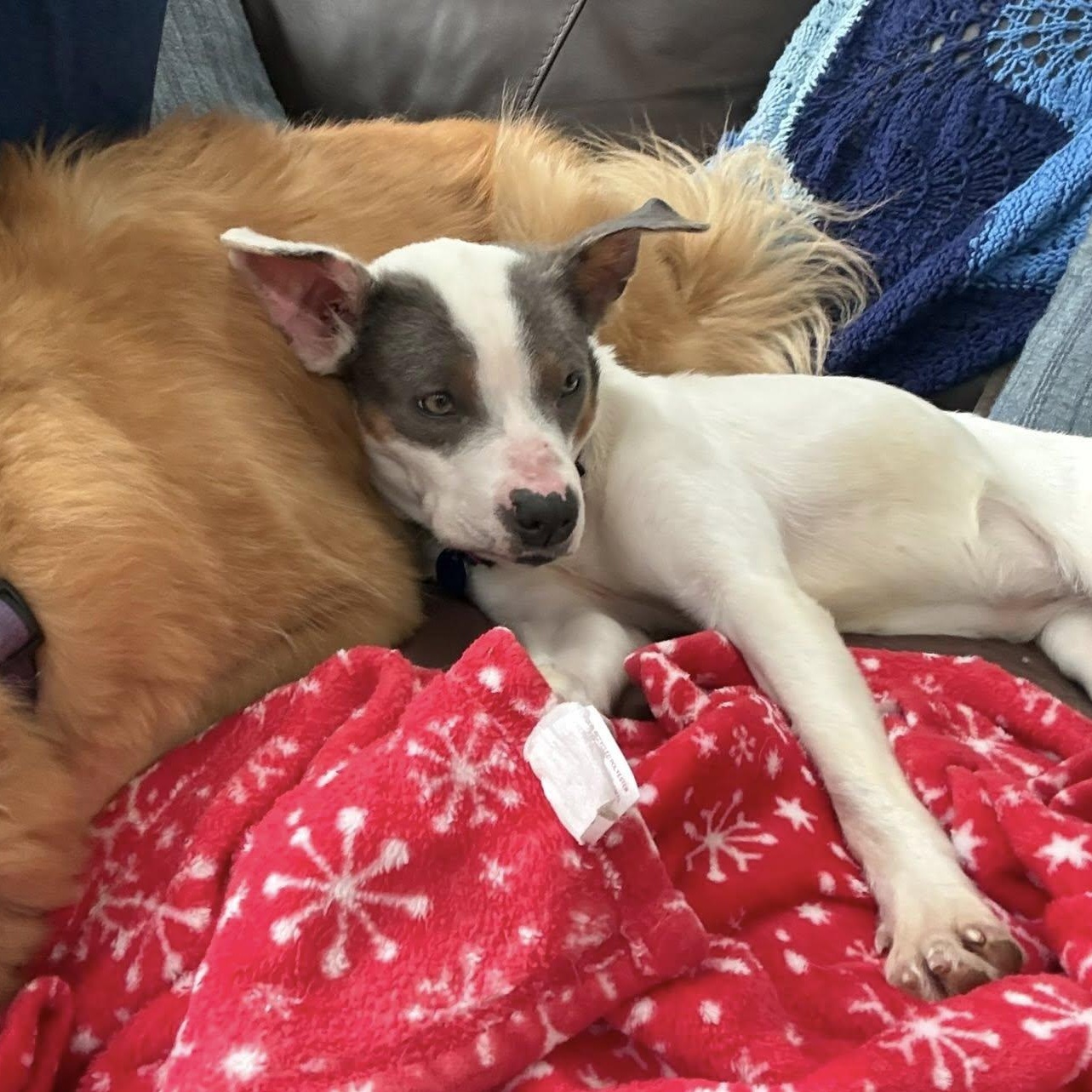 Enlarge Maybelle is in Seattle!, a ADOPTABLE mixed breed in Redmond, WA image 2/6