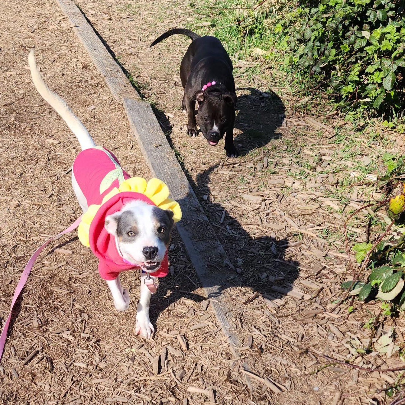 Enlarge Maybelle is in Seattle!, a ADOPTABLE mixed breed in Redmond, WA image 3/6