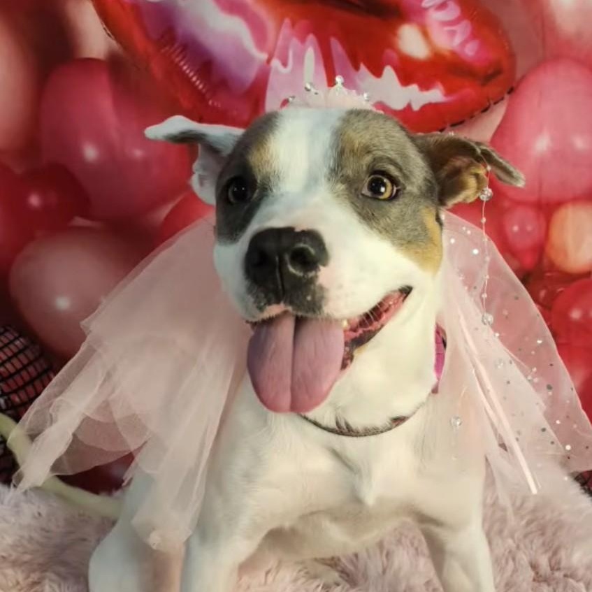 Enlarge Maybelle is in Seattle!, a ADOPTABLE mixed breed in Redmond, WA image 2/6