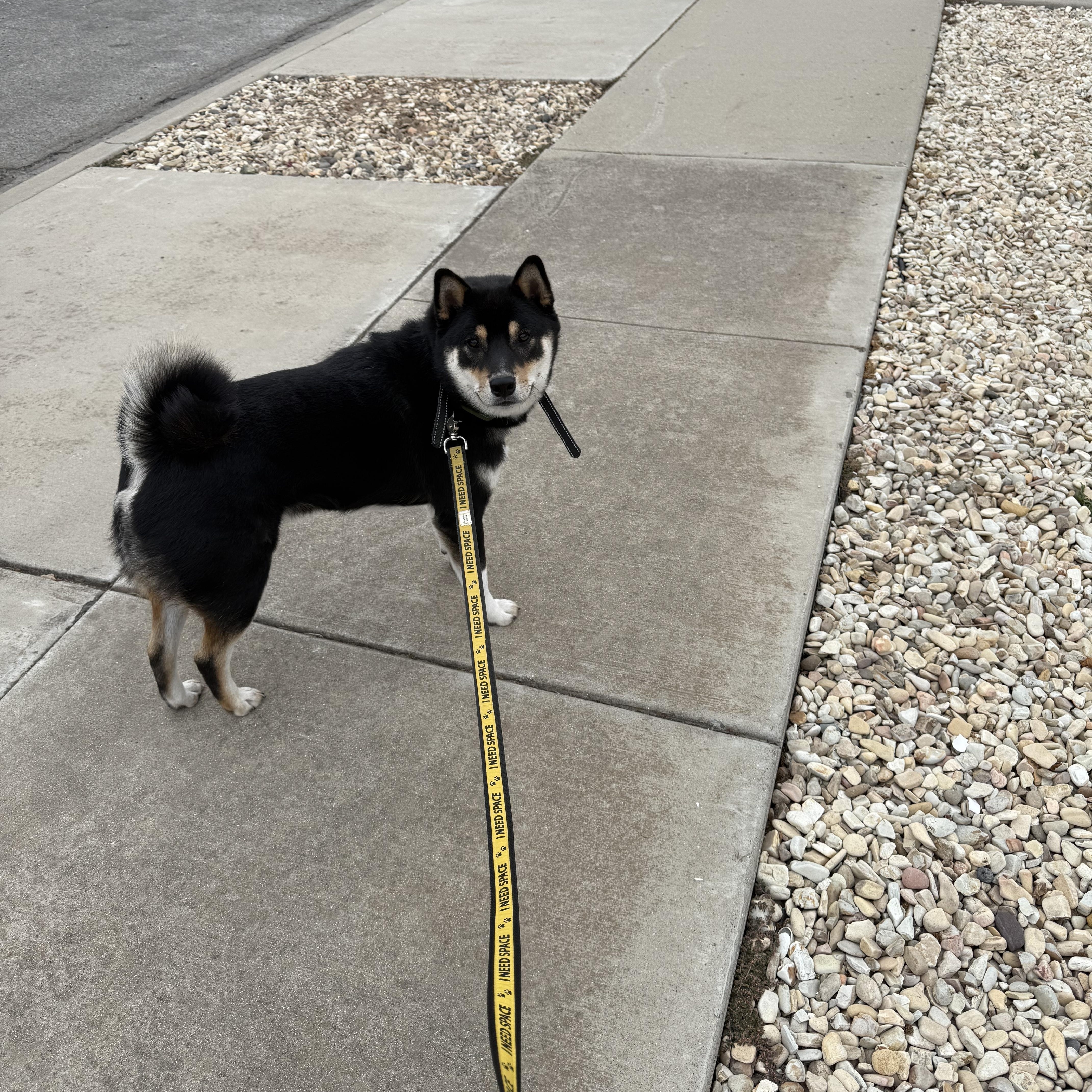 Zuzu, Adoptable, Young Male Shiba Inu.