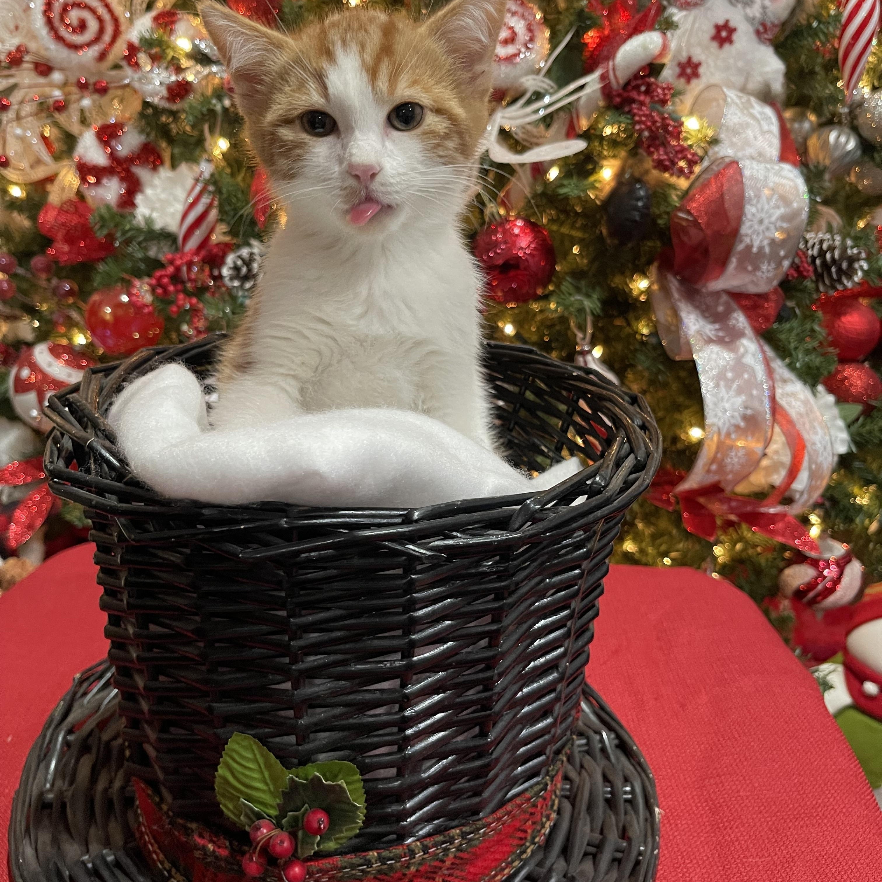 Enlarge Raphael, a Adopted Domestic Short Hair in Torrance, CA image 1/2