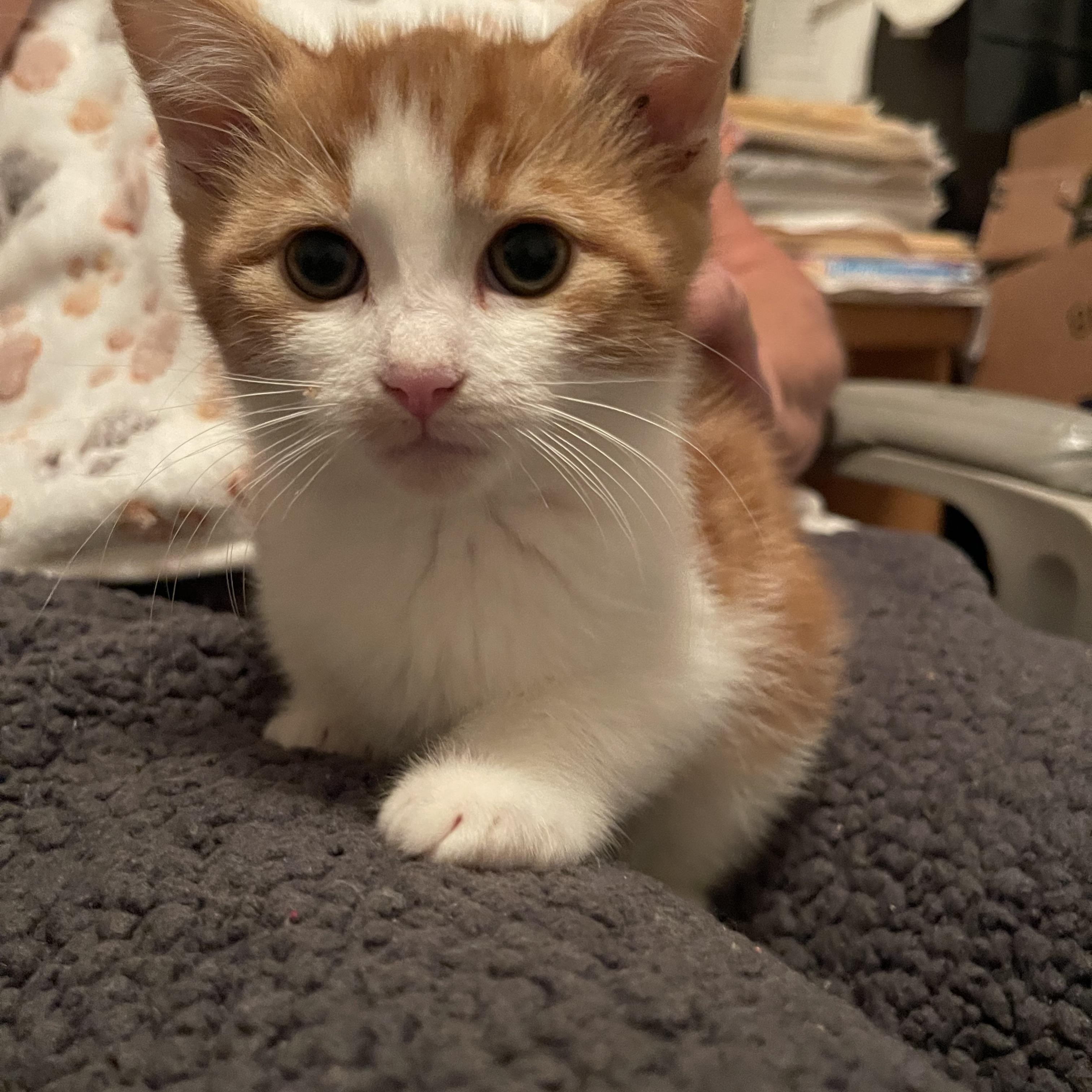 Enlarge Raphael, a Adopted Domestic Short Hair in Torrance, CA image 2/2