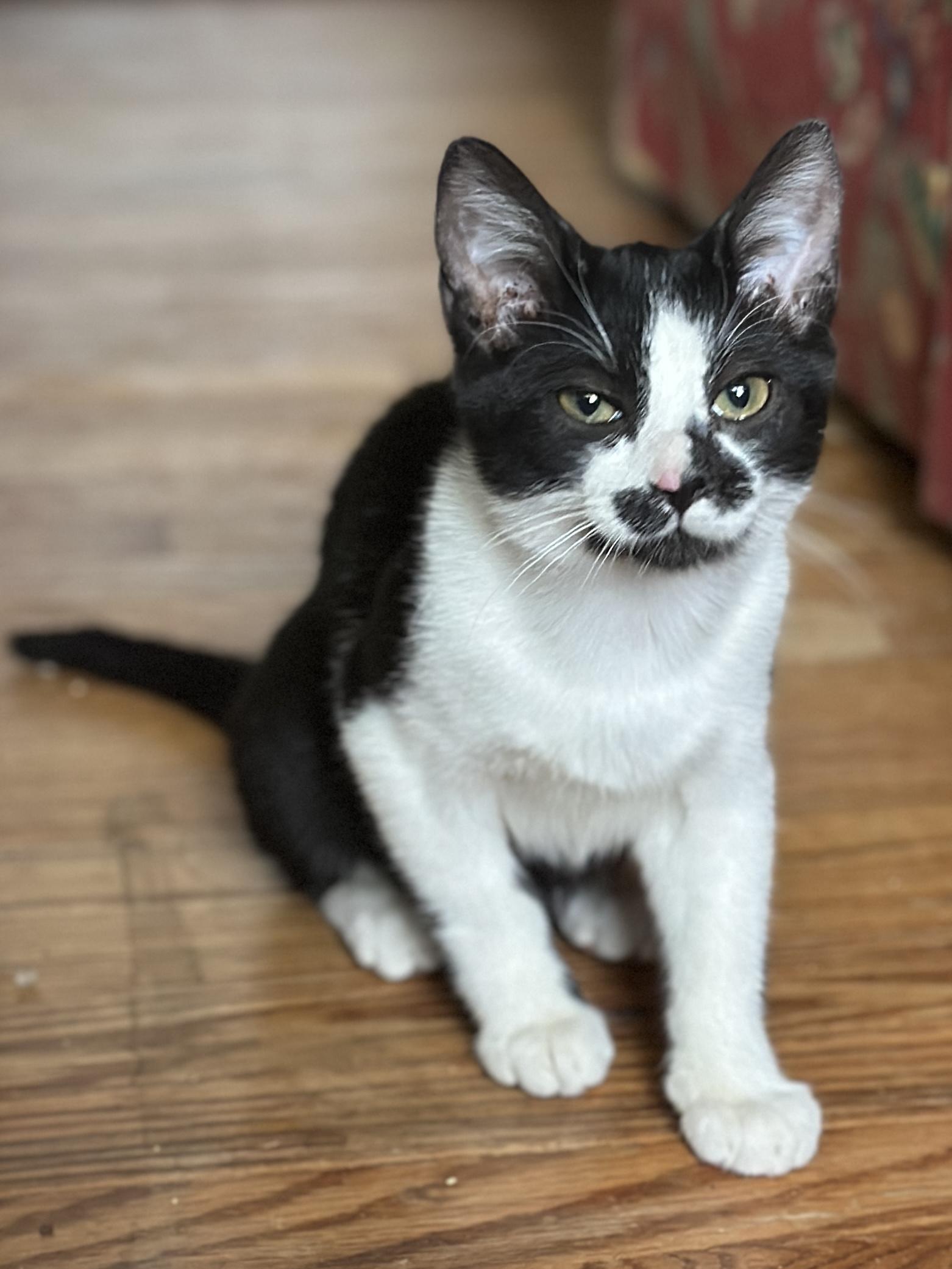 Enlarge Ginny, a ADOPTABLE Domestic Short Hair in Suffolk, VA image 1/6