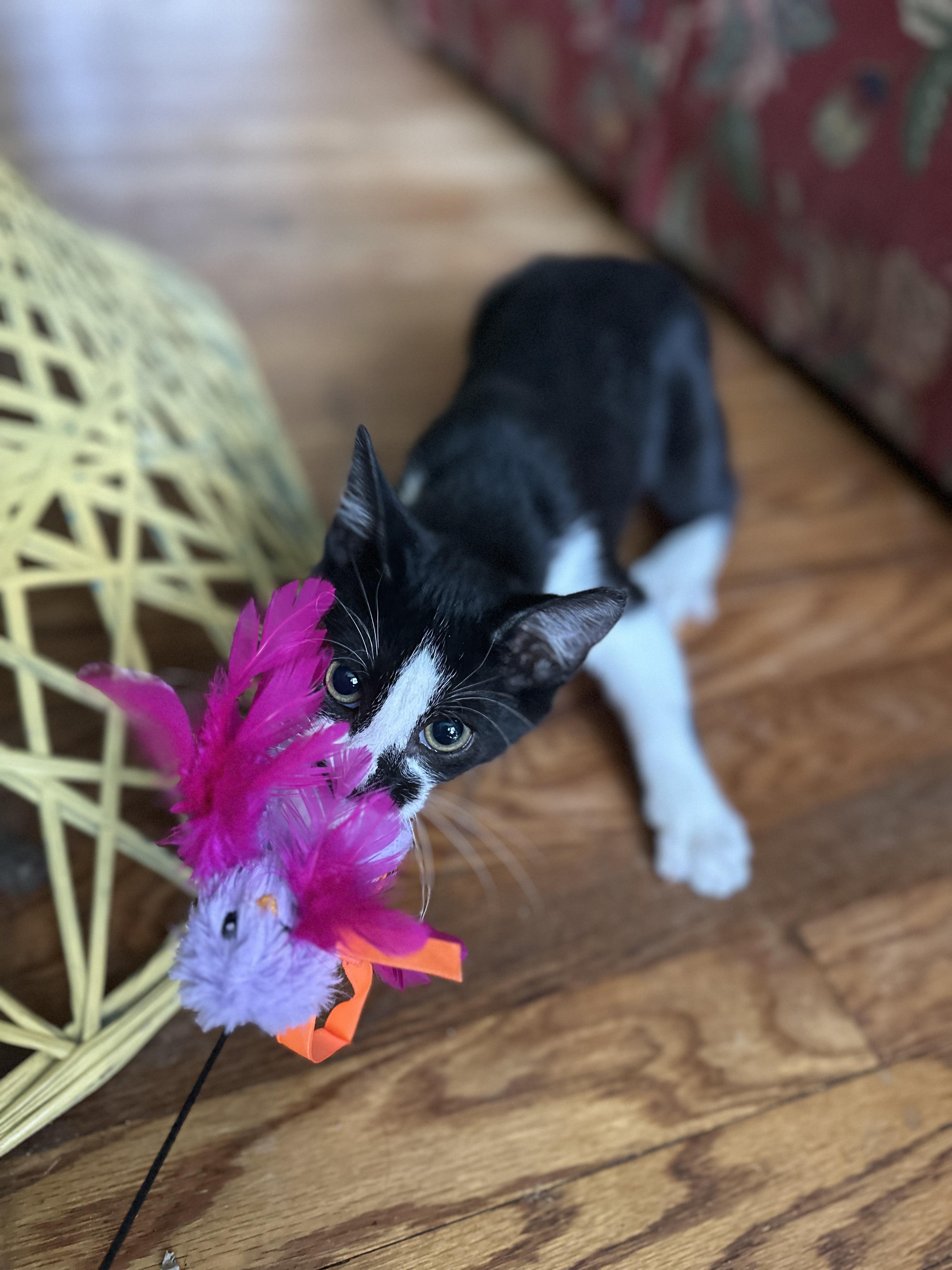 Enlarge Ginny, a ADOPTABLE Domestic Short Hair in Suffolk, VA image 2/6