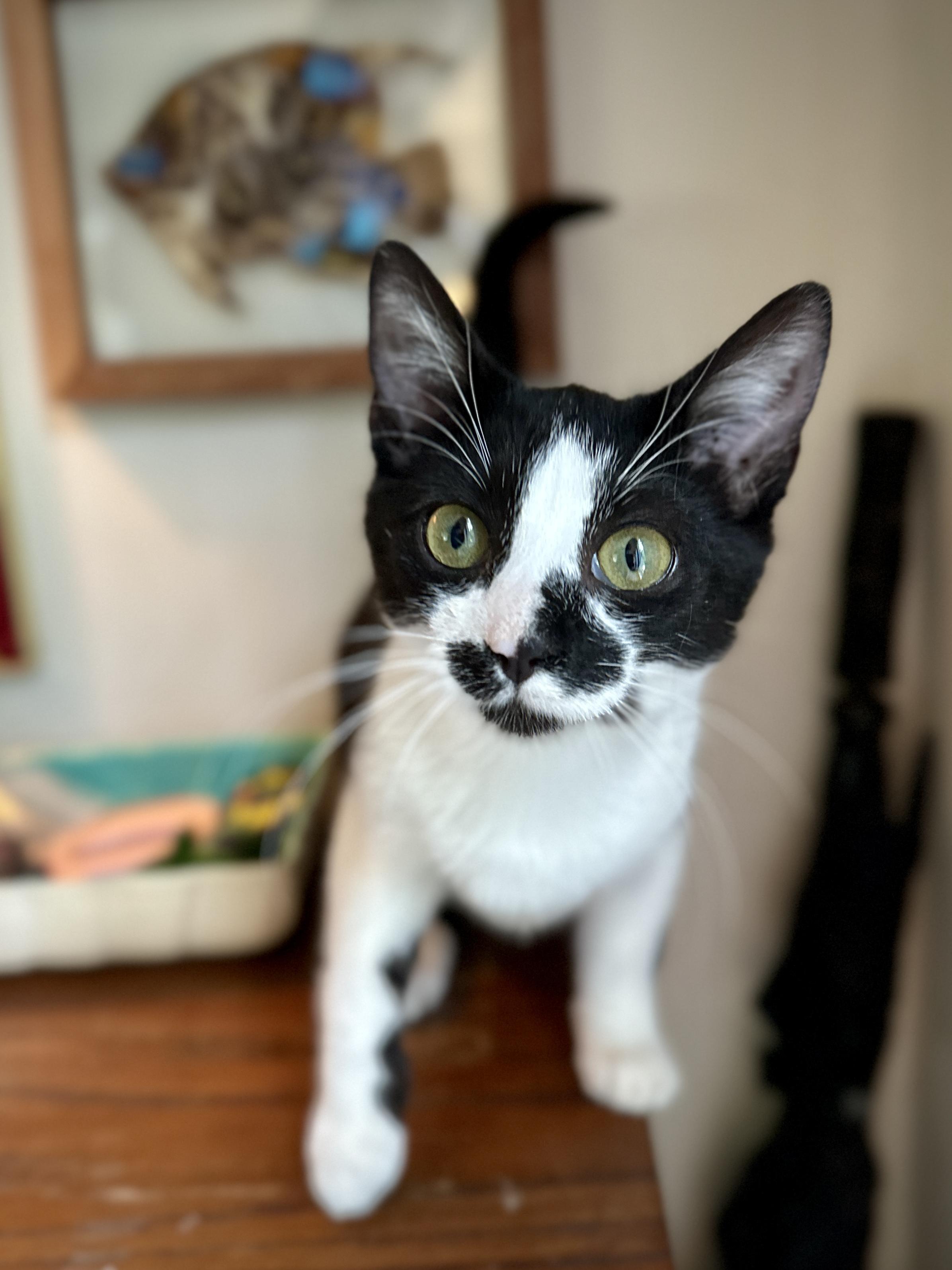 Enlarge Ginny, a ADOPTABLE Domestic Short Hair in Suffolk, VA image 5/6