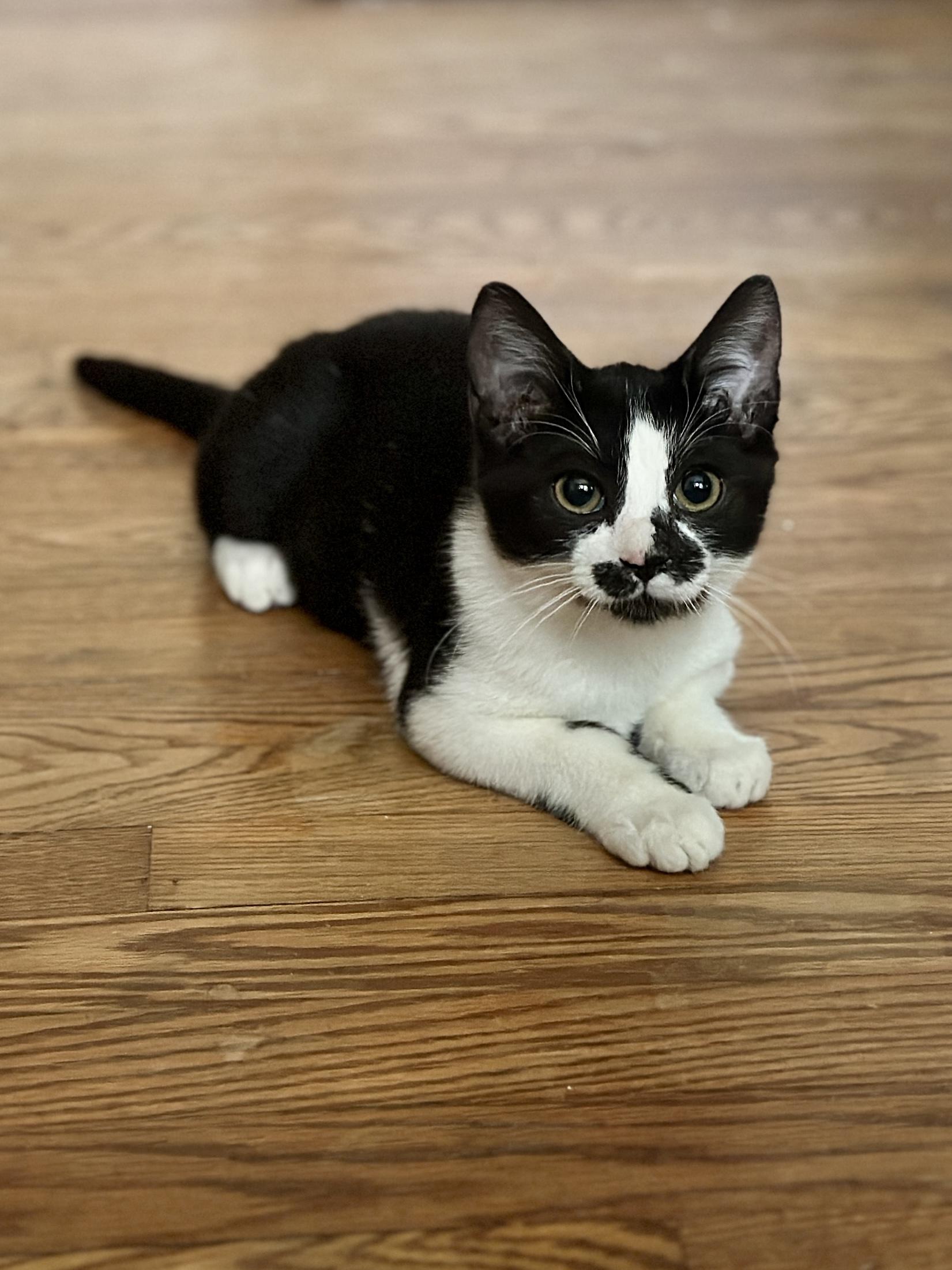 Enlarge Ginny, a ADOPTABLE Domestic Short Hair in Suffolk, VA image 3/6