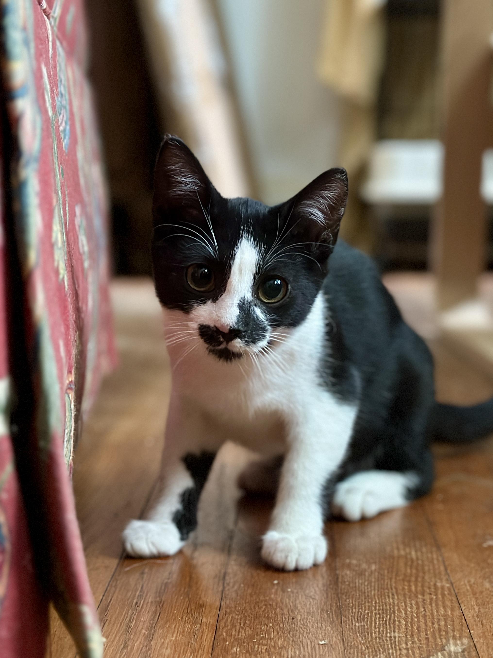 Enlarge Ginny, a ADOPTABLE Domestic Short Hair in Suffolk, VA image 4/6