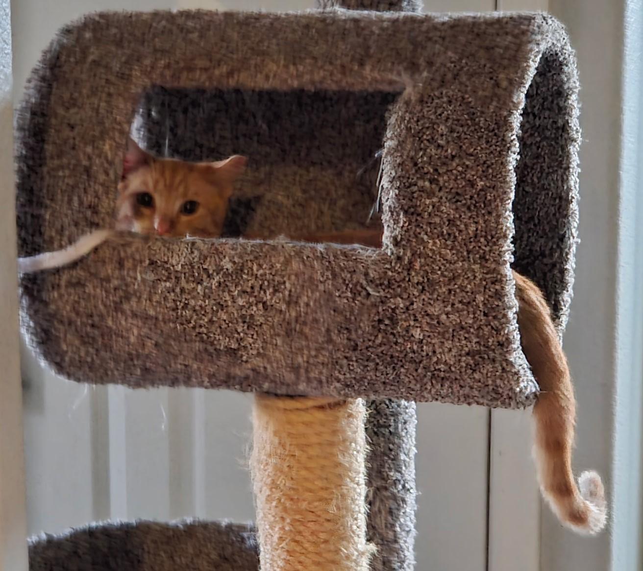 Sunny – Bright, Curious, and Full of Fun, a ADOPTABLE Domestic Short Hair in Prescott, AZ image 2/2