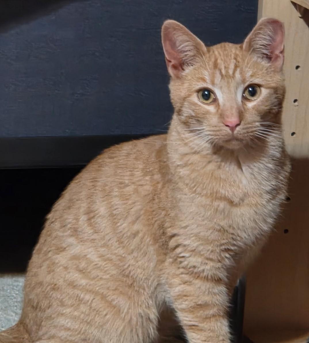 Sunny – Bright, Curious, and Full of Fun, a ADOPTABLE Domestic Short Hair in Prescott, AZ image 1/2