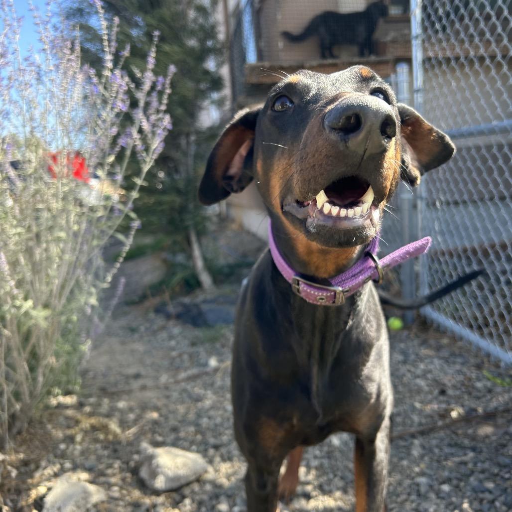 Stonie, Adoptable, Adult Female Doberman Pinscher & None.