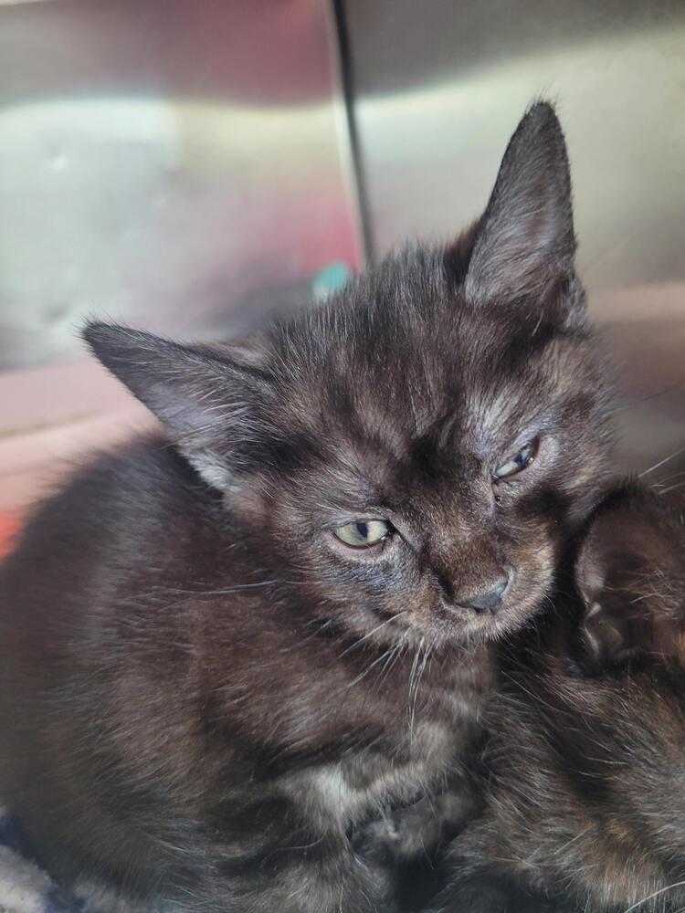 Enlarge Jude, a Adoptable mixed breed in Linton, IN image 1/1