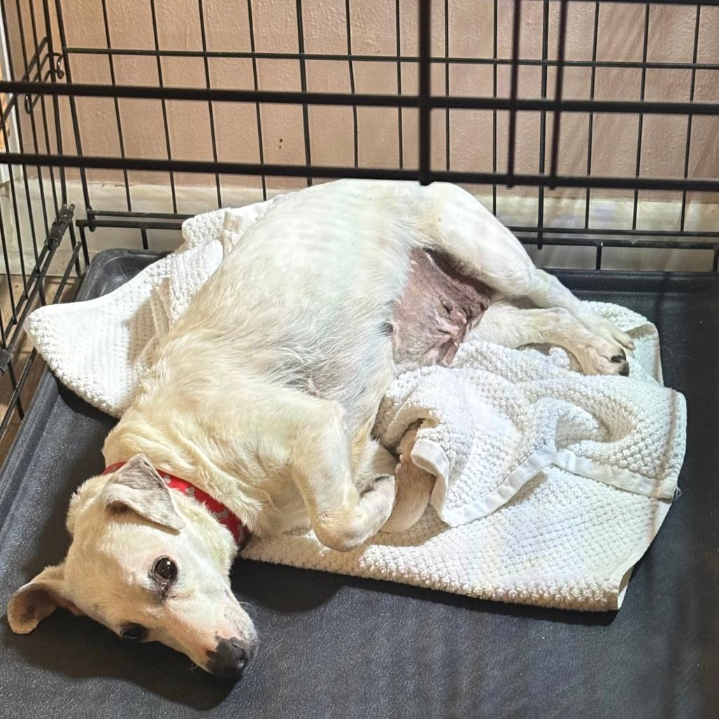 Barbie, a ADOPTABLE Jack Russell Terrier in Columbia, MO image 2/3