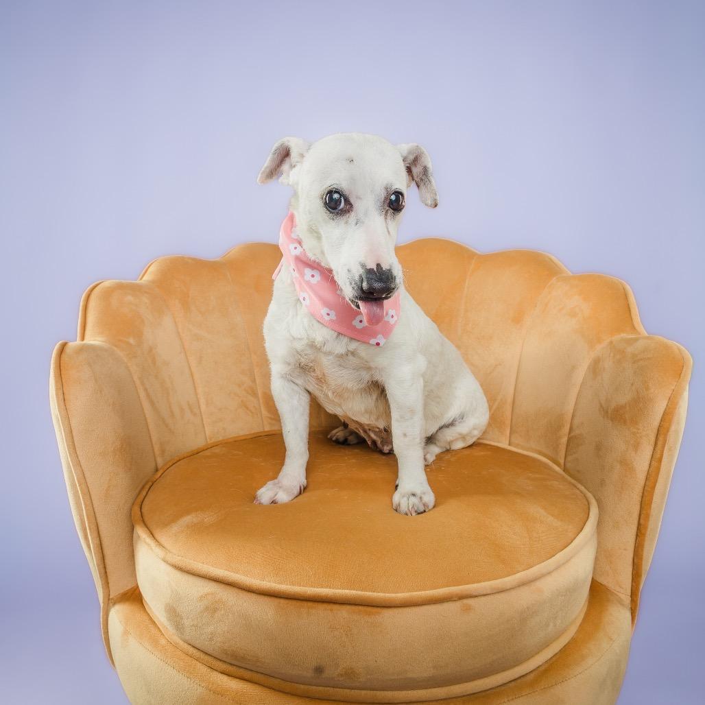 Barbie, a ADOPTABLE Jack Russell Terrier in Columbia, MO image 3/3