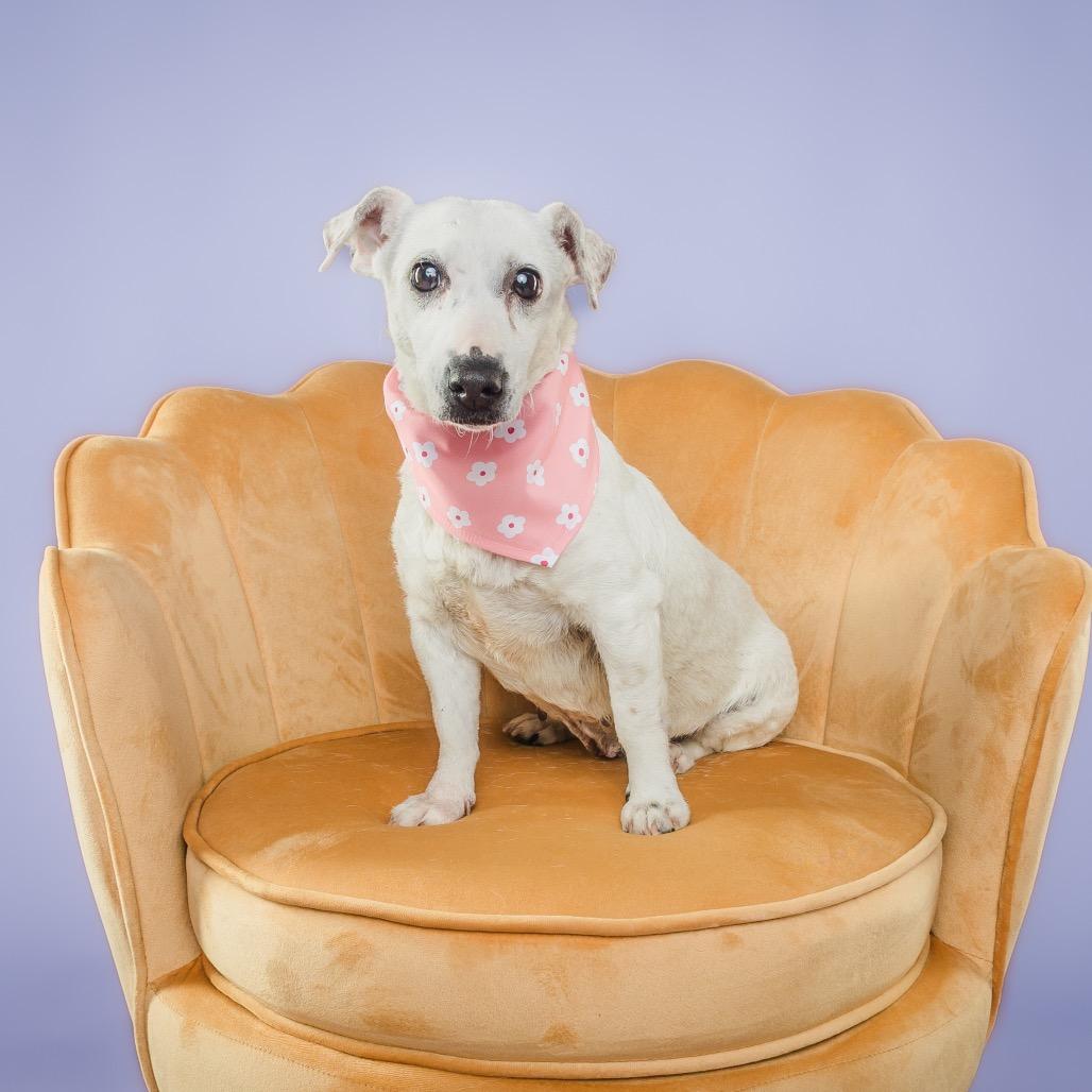 Barbie, a ADOPTABLE Jack Russell Terrier in Columbia, MO image 1/3