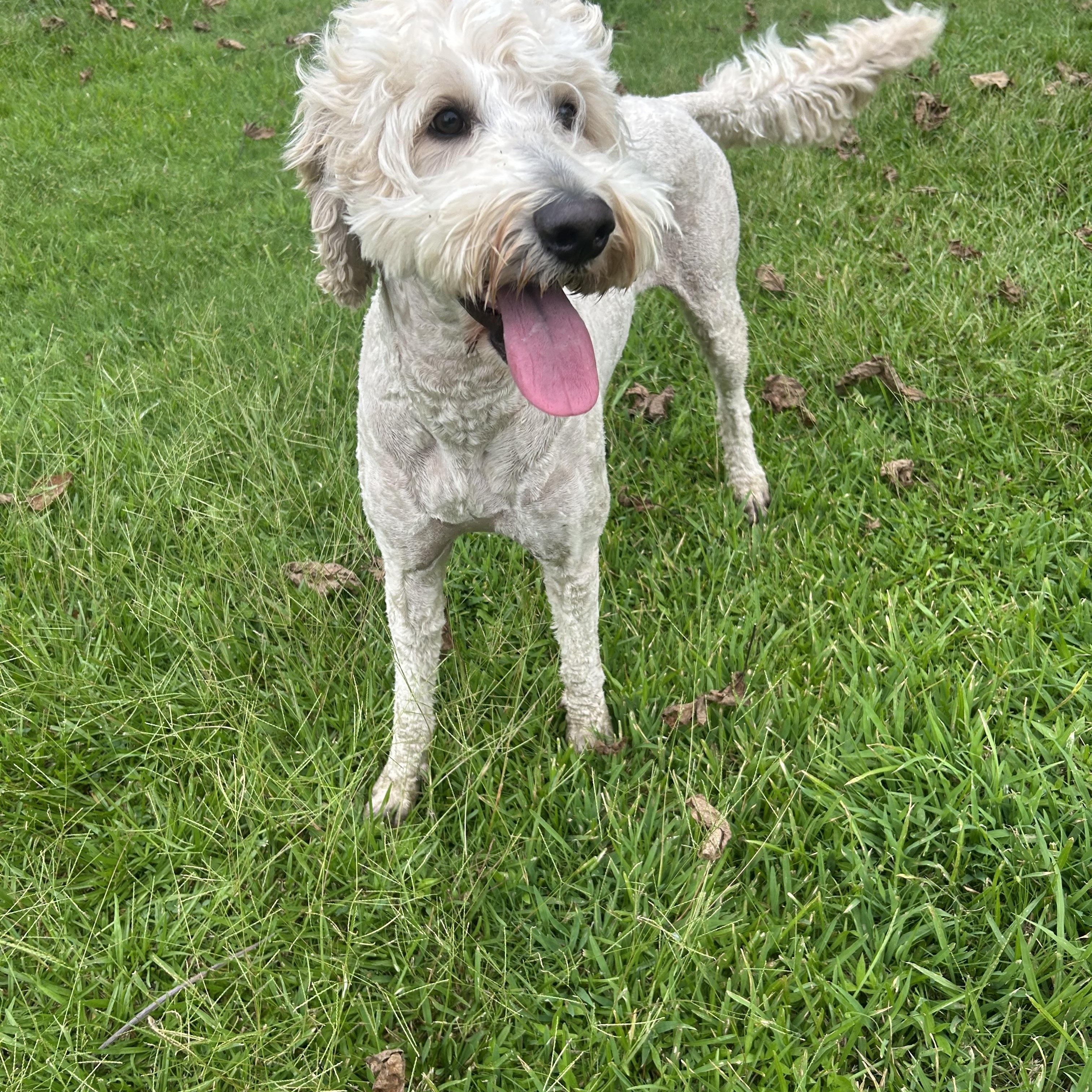 Scout, an adoptable Goldendoodle in Texarkana, TX, 75501 | Photo Image 4