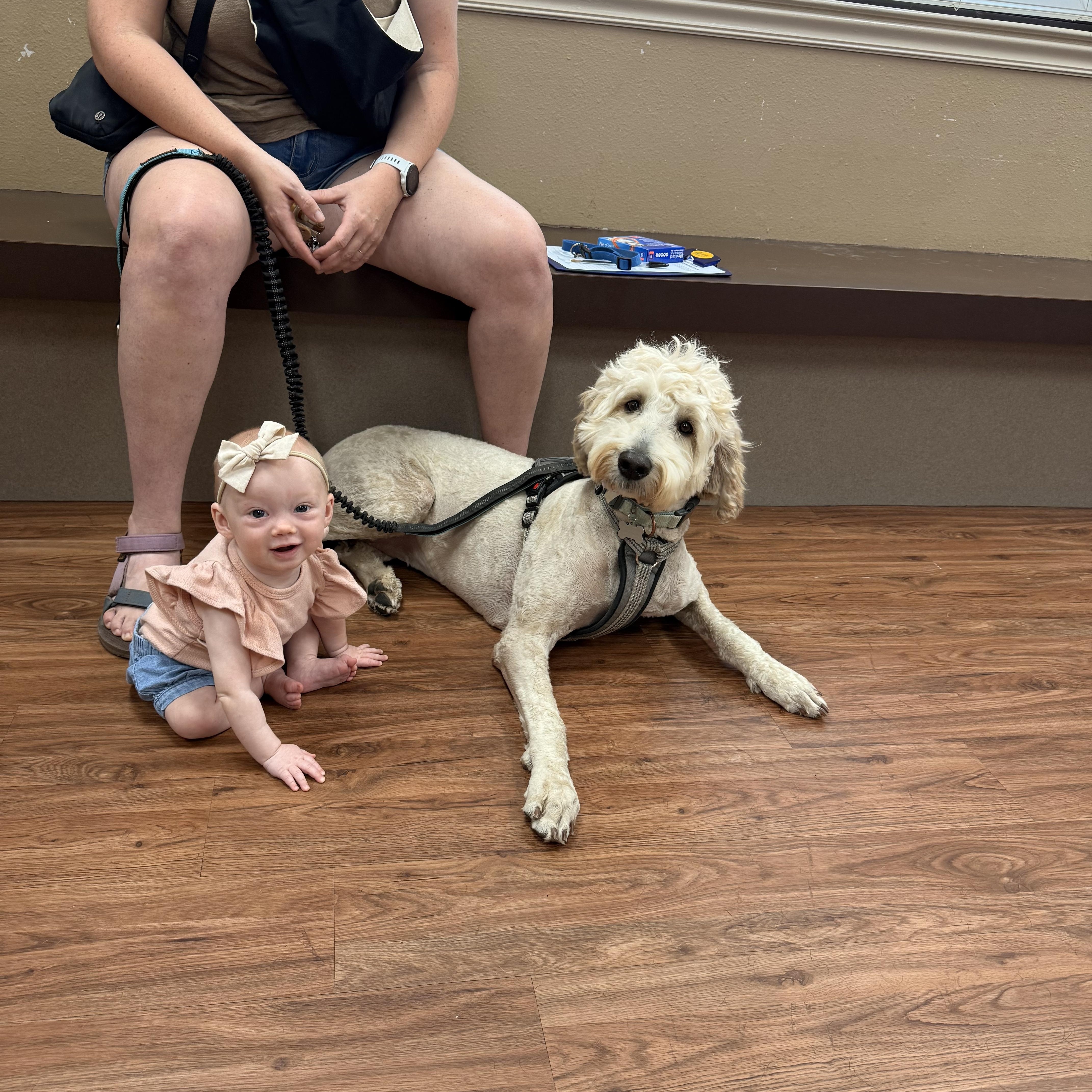 Scout, an adoptable Goldendoodle in Texarkana, TX, 75501 | Photo Image 6