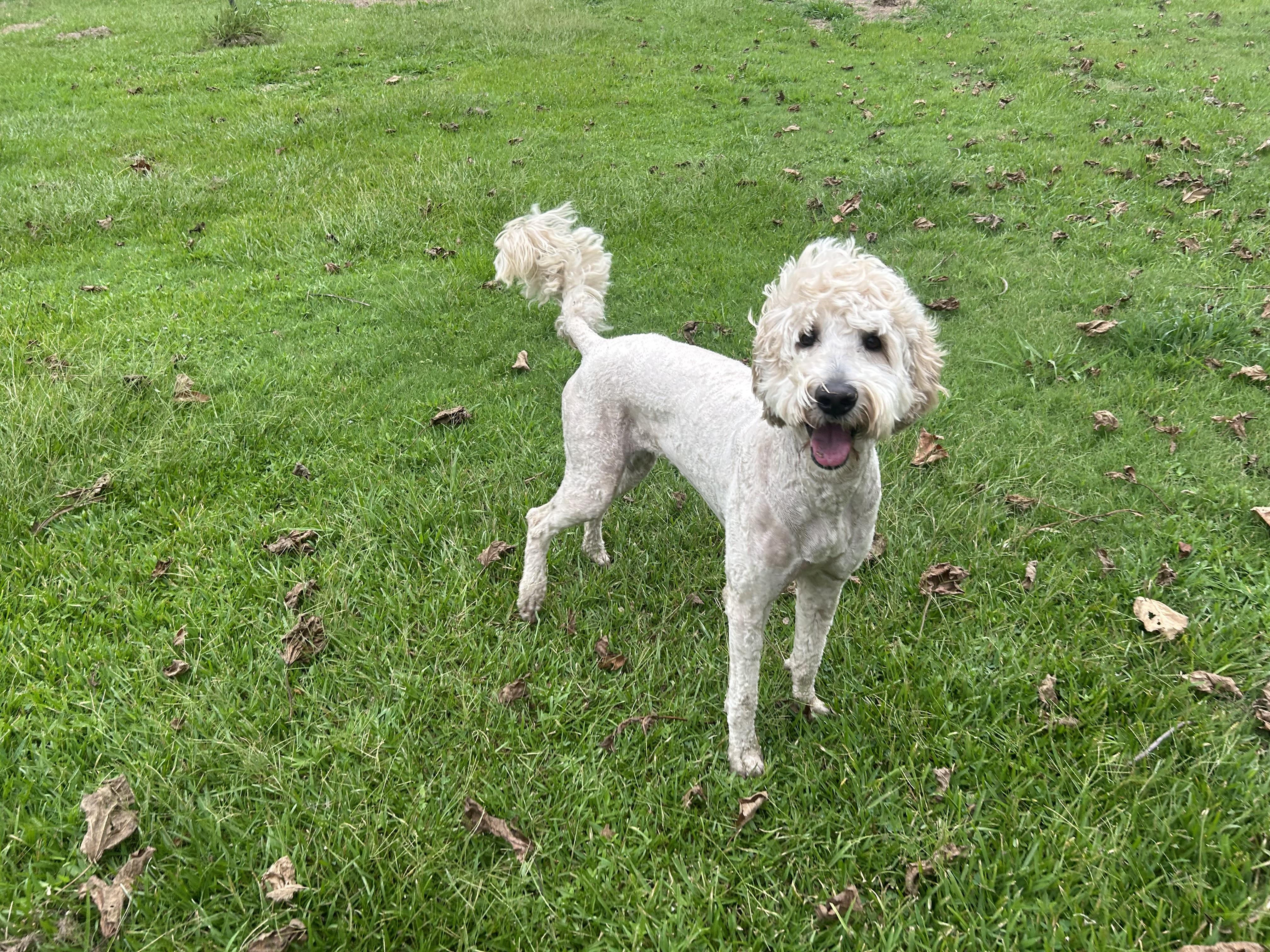 Scout, an adoptable Goldendoodle in Texarkana, TX, 75501 | Photo Image 5