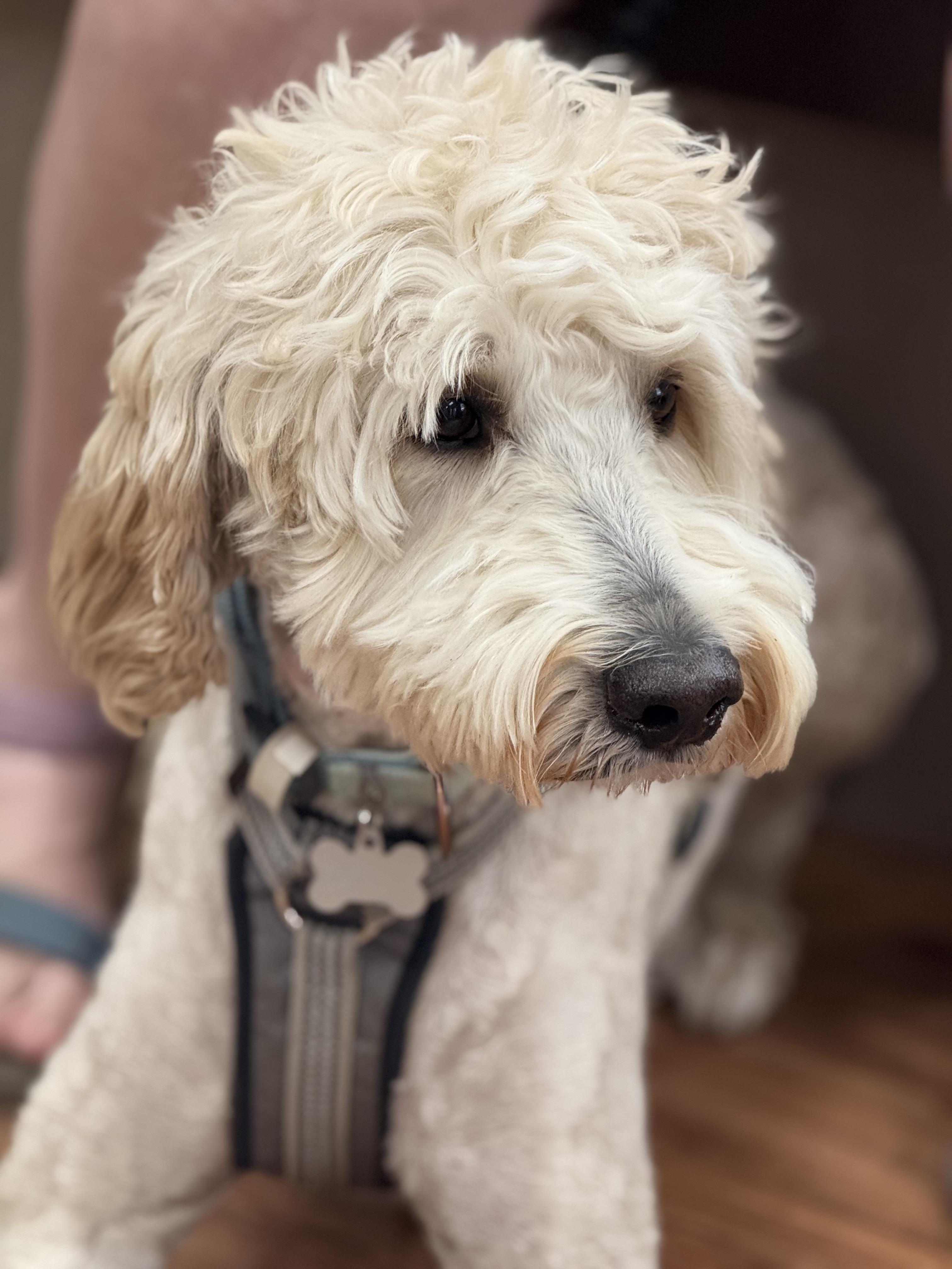 Scout, an adoptable Goldendoodle in Texarkana, TX, 75501 | Photo Image 3
