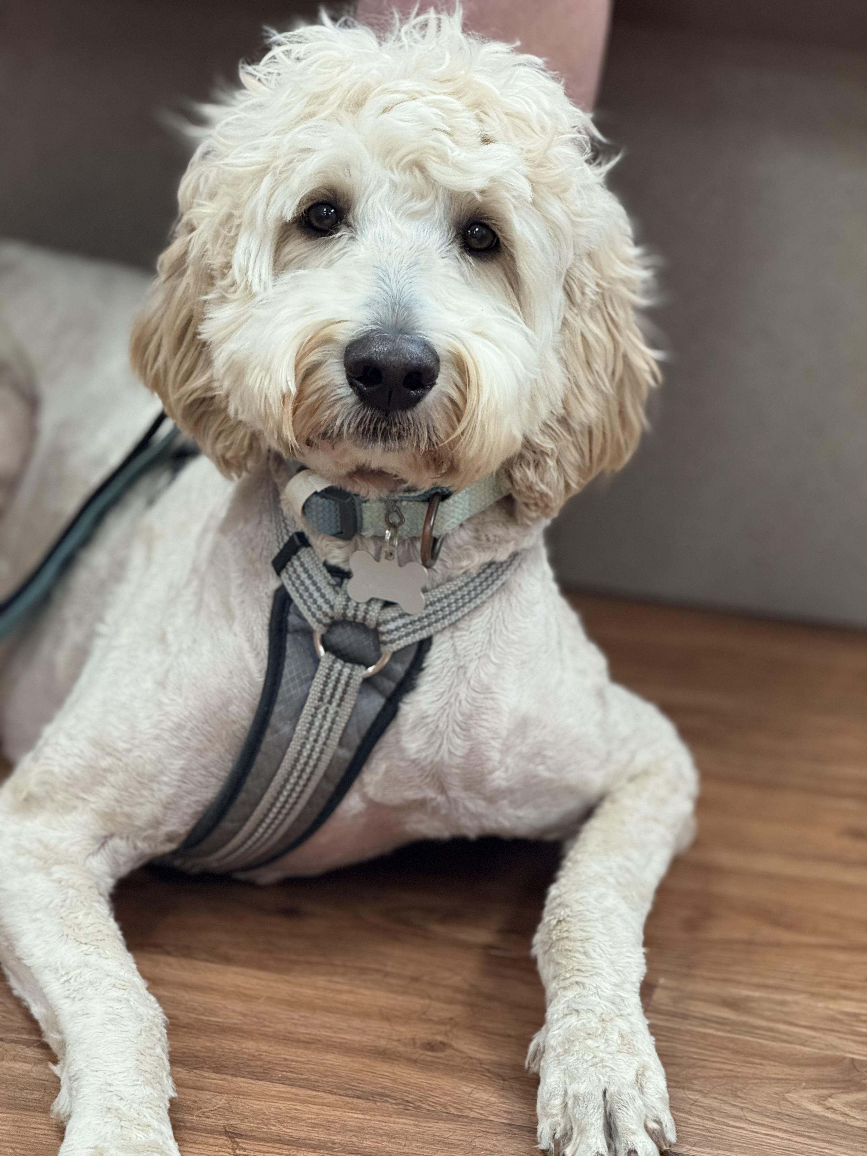 Scout, an adoptable Goldendoodle in Texarkana, TX, 75501 | Photo Image 2