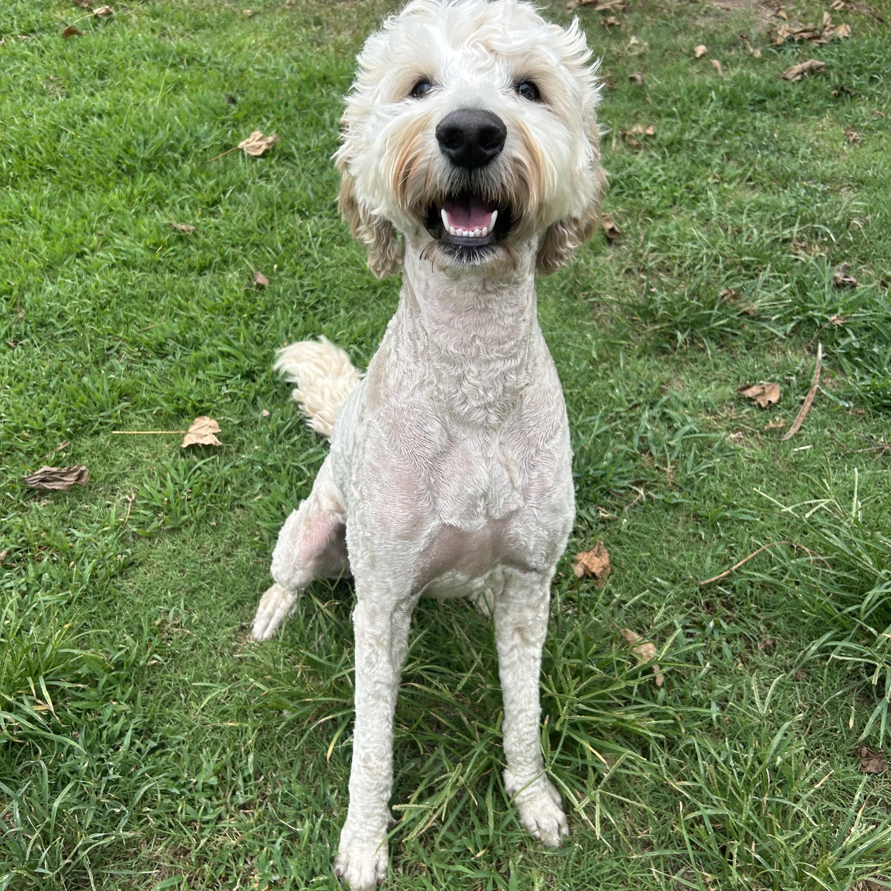 Scout, an adoptable Goldendoodle in Texarkana, TX, 75501 | Photo Image 1