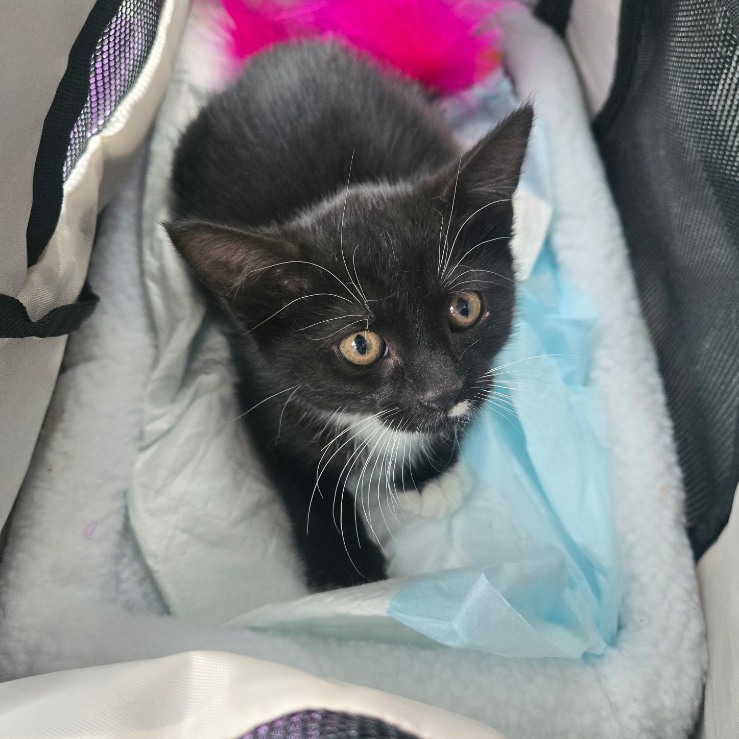POPPY, Adoptable, Kitten Female Tuxedo.