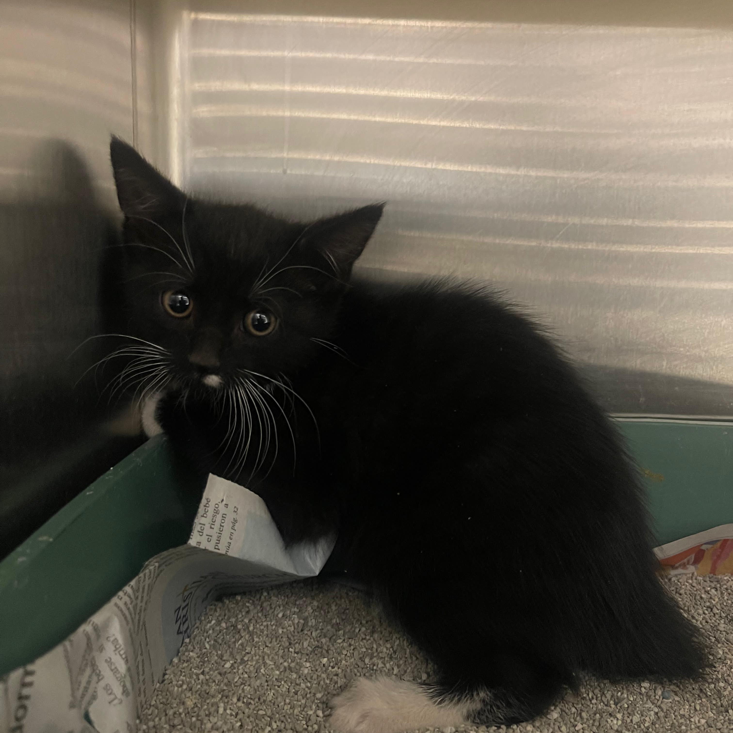 POPPY, a Adoptable mixed breed in Staten Island, NY image 4/5
