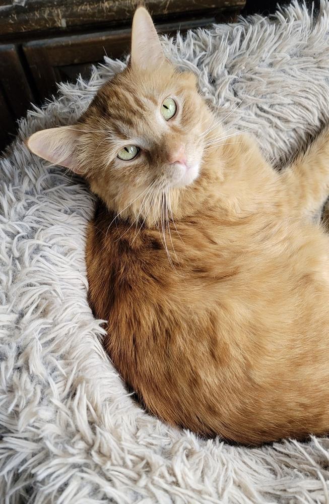 Enlarge Jax, a Adoptable mixed breed in Carrollton, VA image 1/3