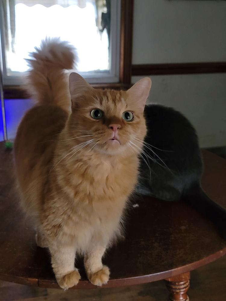Enlarge Jax, a Adoptable mixed breed in Carrollton, VA image 2/4