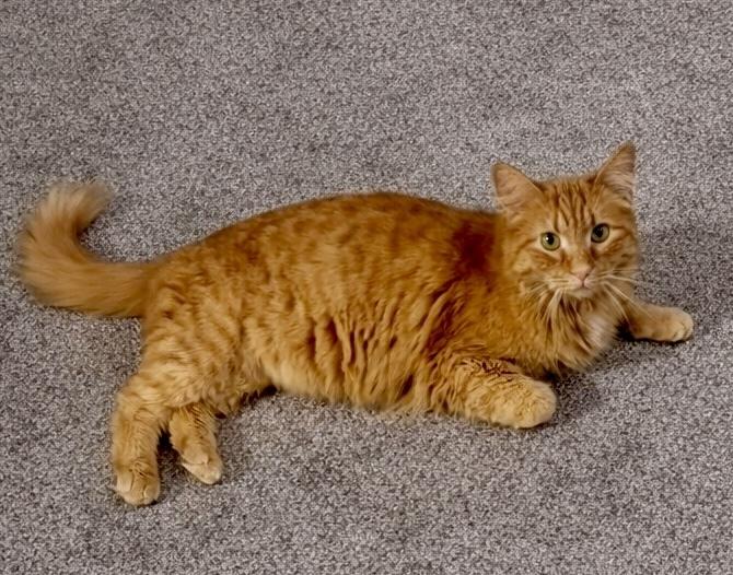 Enlarge Jax, a Adoptable mixed breed in Carrollton, VA image 2/3