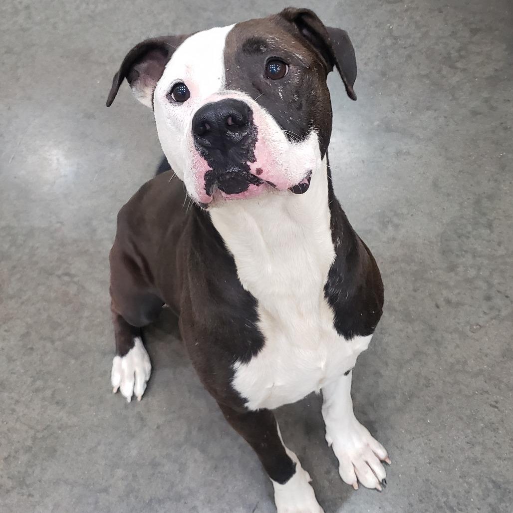 Tank, Adoptable, Senior Male American Staffordshire Terrier.