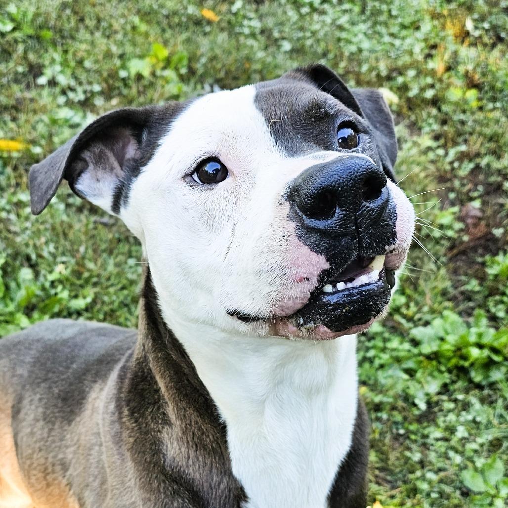 Tank, a Adoptable American Staffordshire Terrier in Versailles, KY image 2/4
