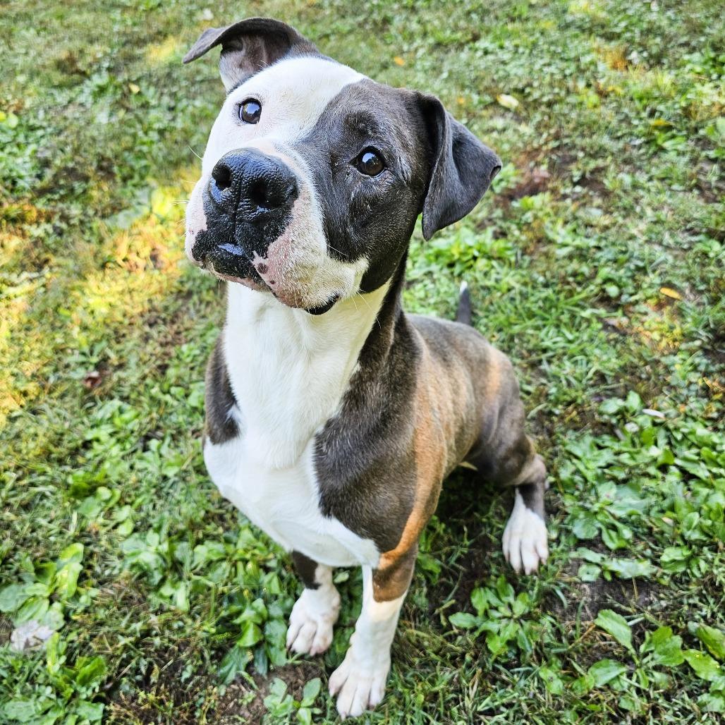 Tank, a Adoptable American Staffordshire Terrier in Versailles, KY image 3/4