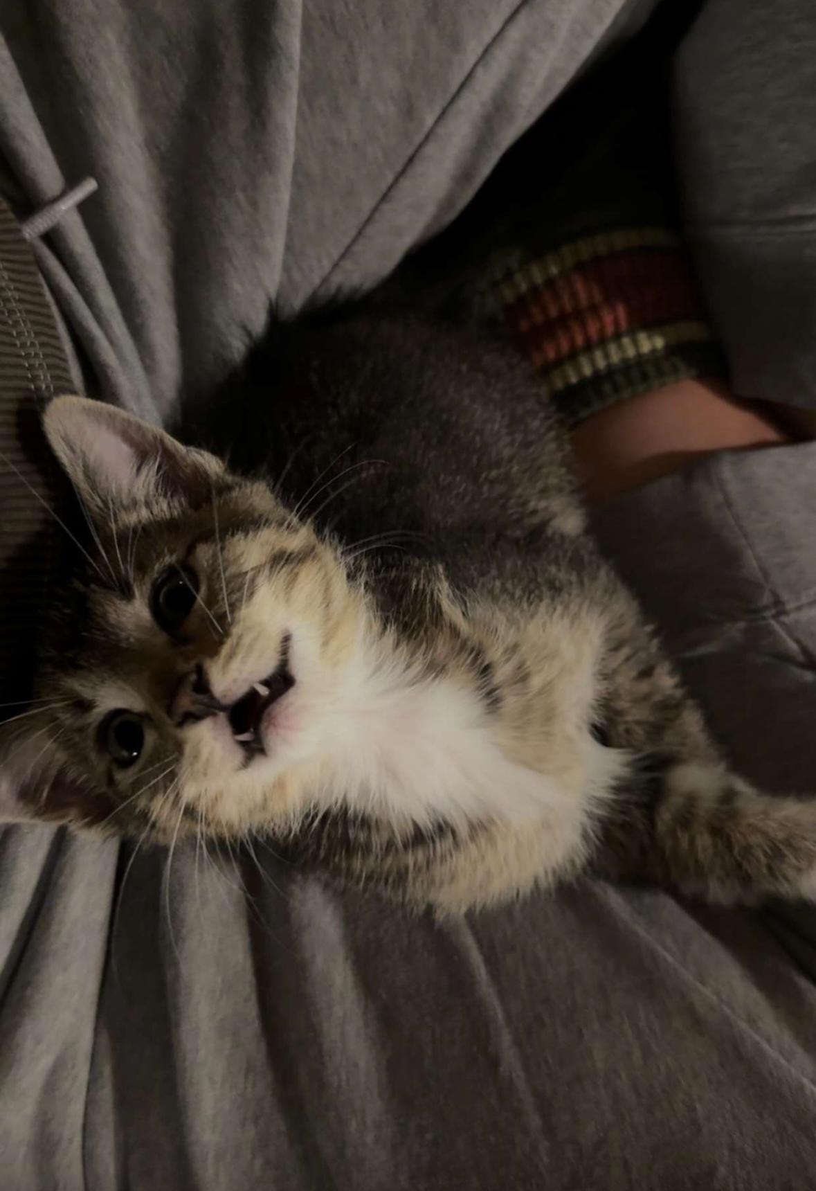 Tiger, Adopted, Kitten Male Tabby.