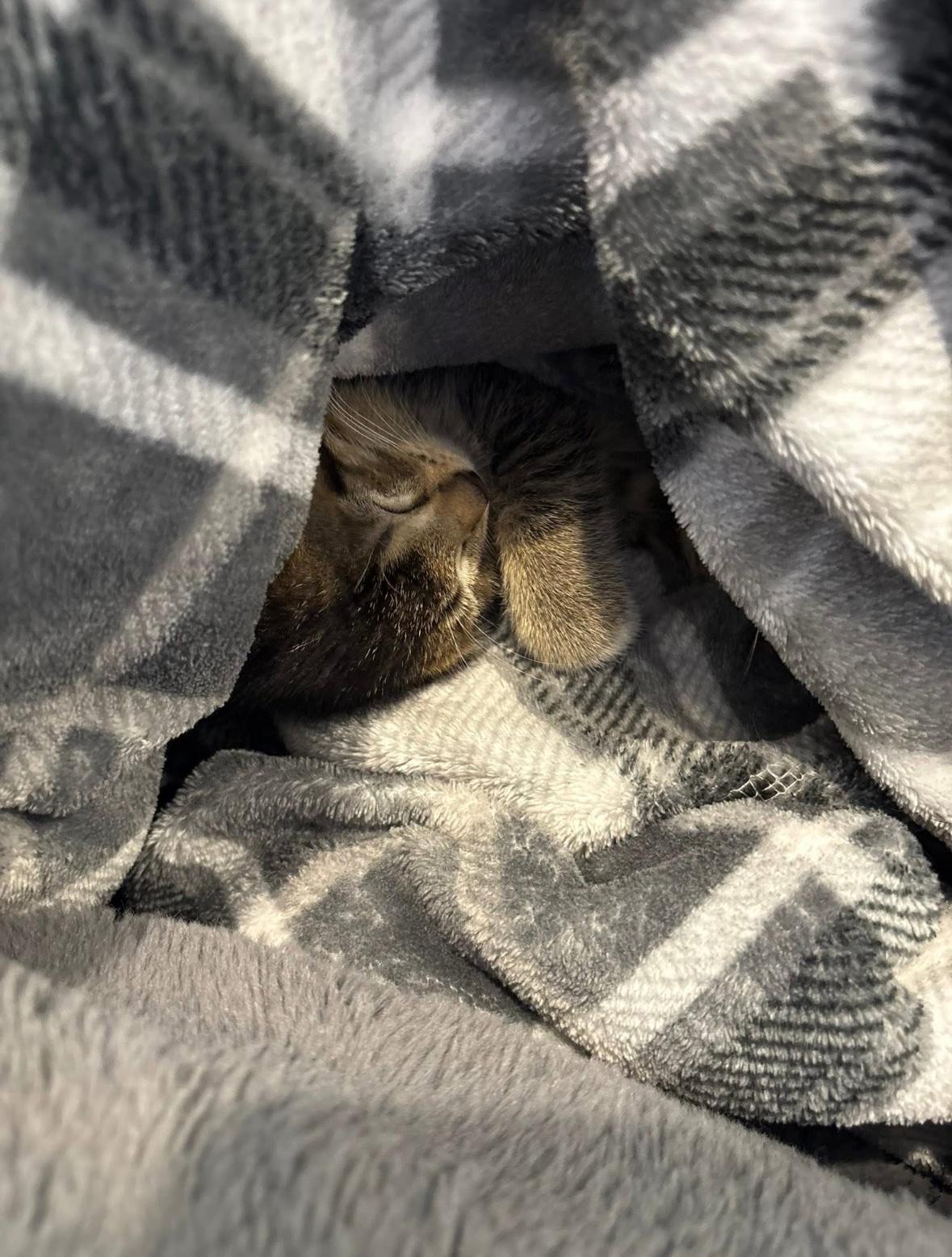 Tiger, a Adopted Tabby in Pocatello, ID image 2/5