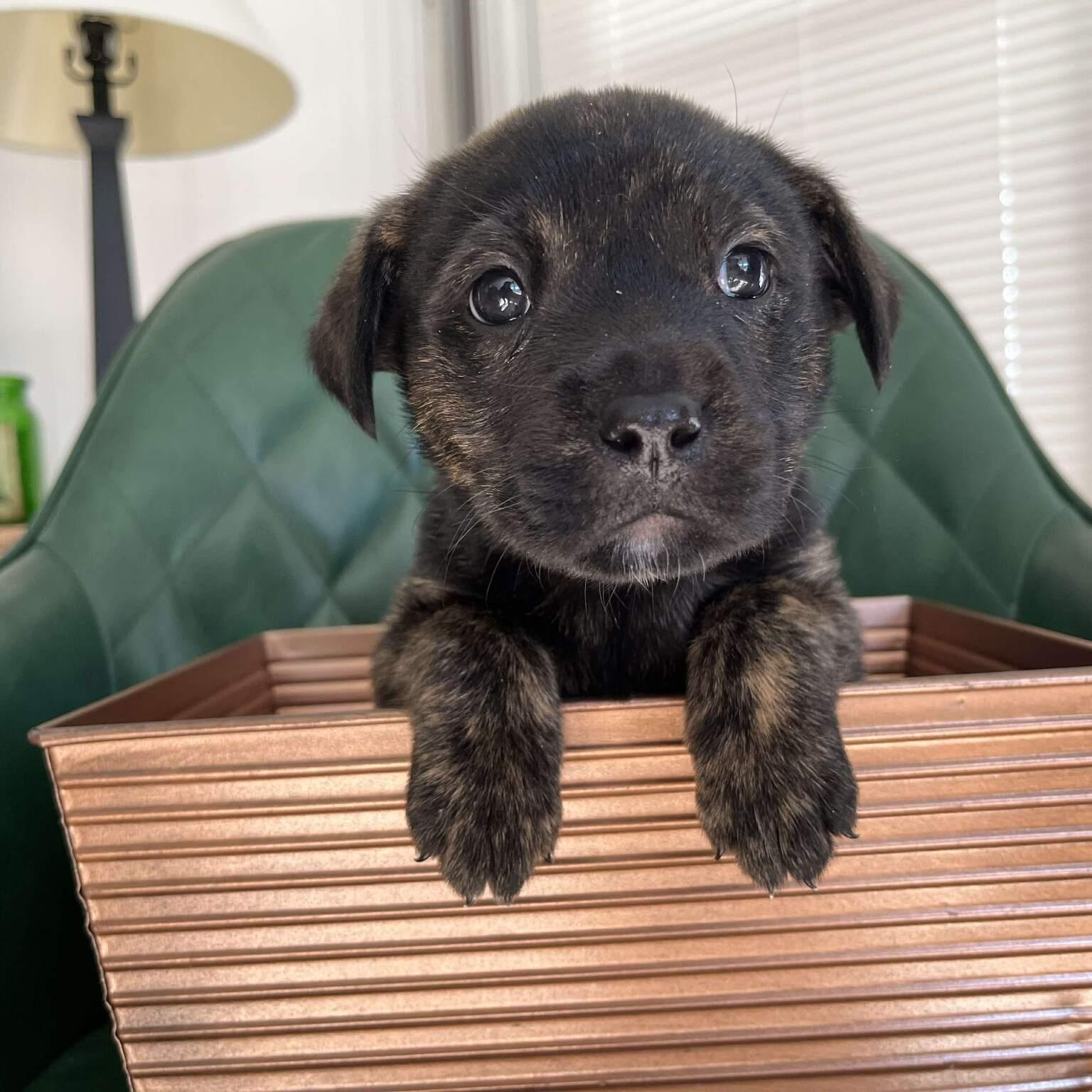 Wesson, ADOPTABLE, Puppy Male Mixed Breed.