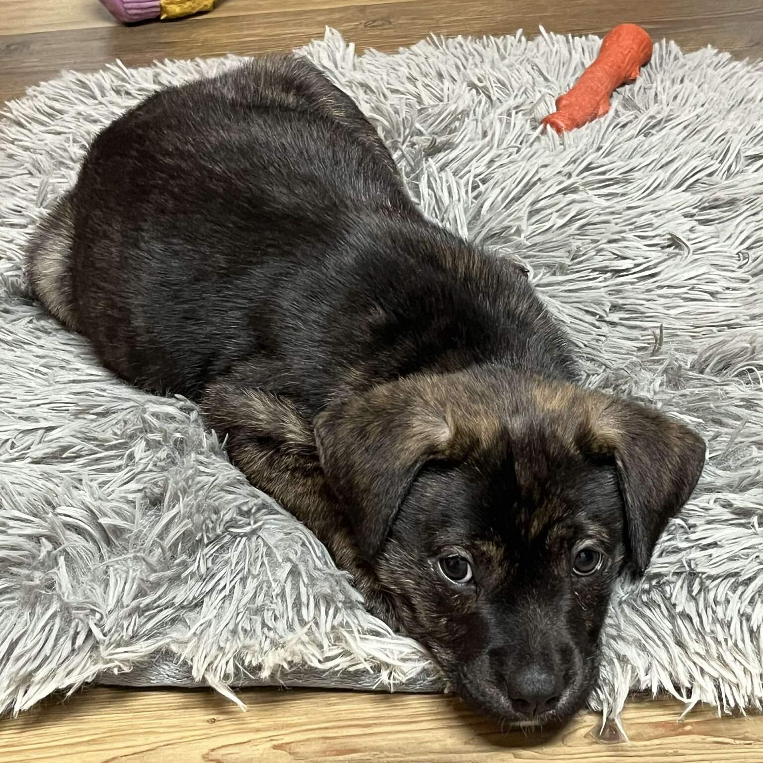 Wesson, a ADOPTABLE mixed breed in Myrtle Beach, SC image 5/6