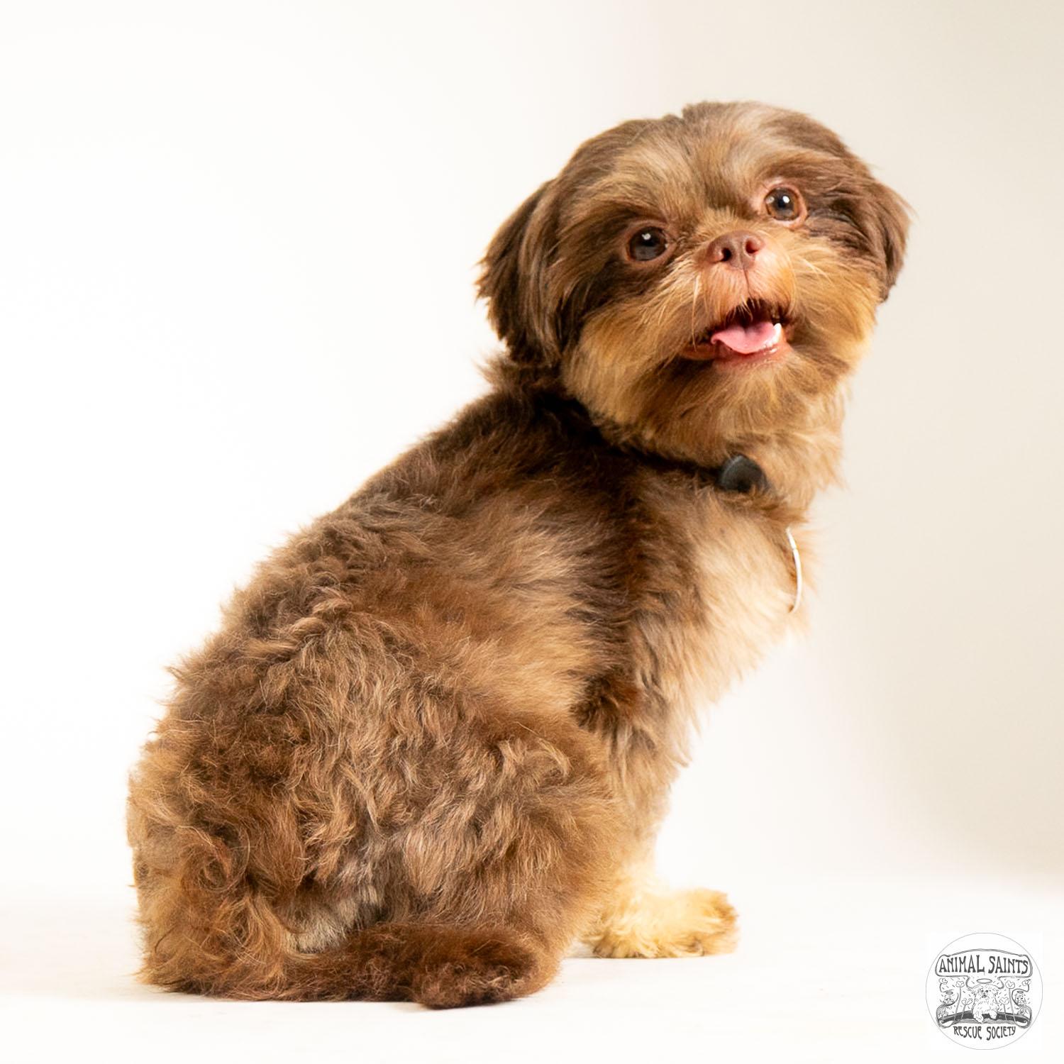 Matthew, a ADOPTABLE Shih Tzu in Fort Montgomery, NY image 2/6