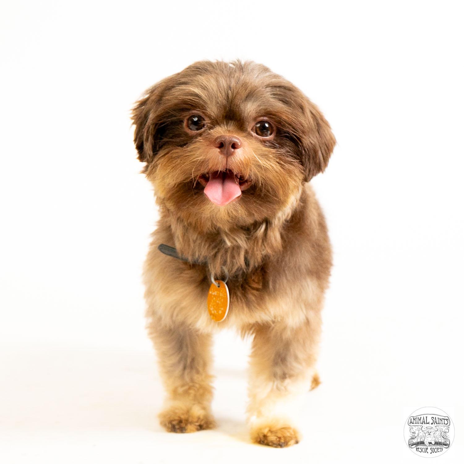 Matthew, ADOPTABLE, Young Male Shih Tzu.