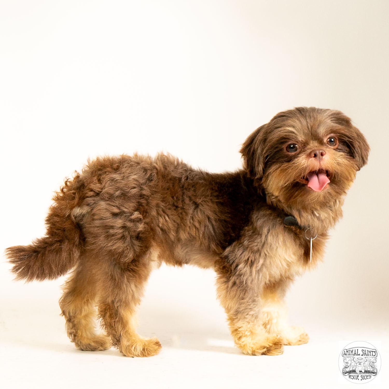 Matthew, a ADOPTABLE Shih Tzu in Fort Montgomery, NY image 3/6