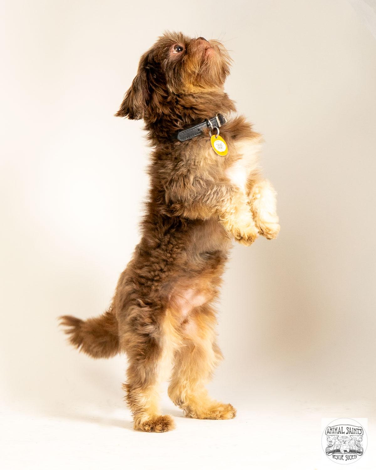 Matthew, a ADOPTABLE Shih Tzu in Fort Montgomery, NY image 4/6