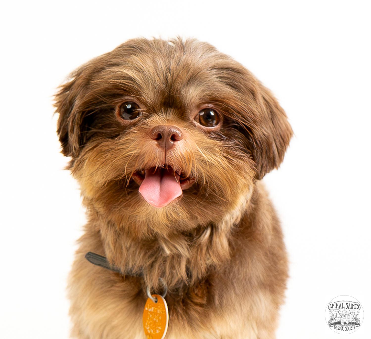 Matthew, a ADOPTABLE Shih Tzu in Fort Montgomery, NY image 5/6