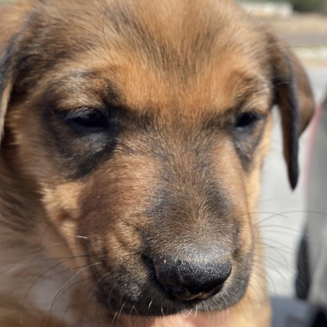Enlarge Hattie, a ADOPTABLE mixed breed in Amarillo, TX image 2/6