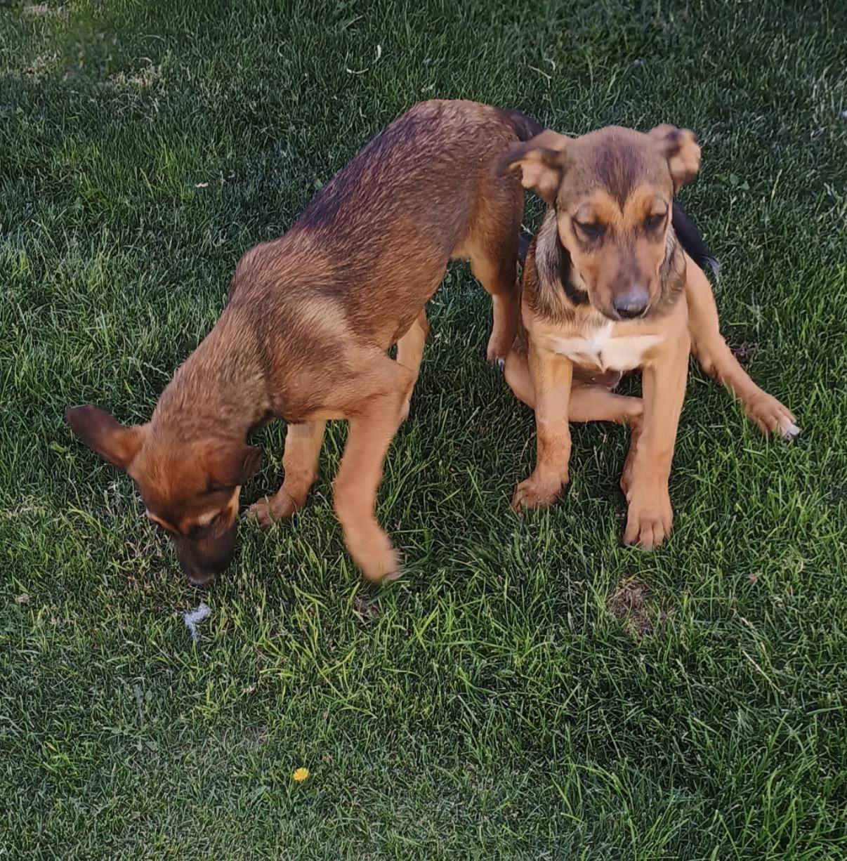 Enlarge Hattie, a ADOPTABLE mixed breed in Amarillo, TX image 3/6