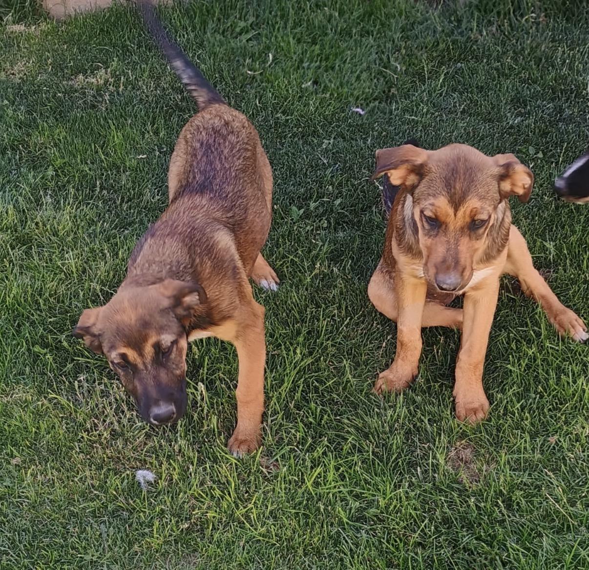 Enlarge Hattie, a ADOPTABLE mixed breed in Amarillo, TX image 6/6