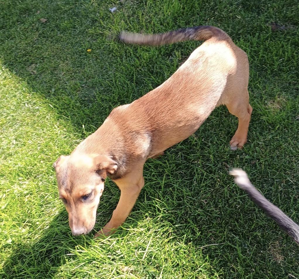 Enlarge Hattie, a ADOPTABLE mixed breed in Amarillo, TX image 4/6