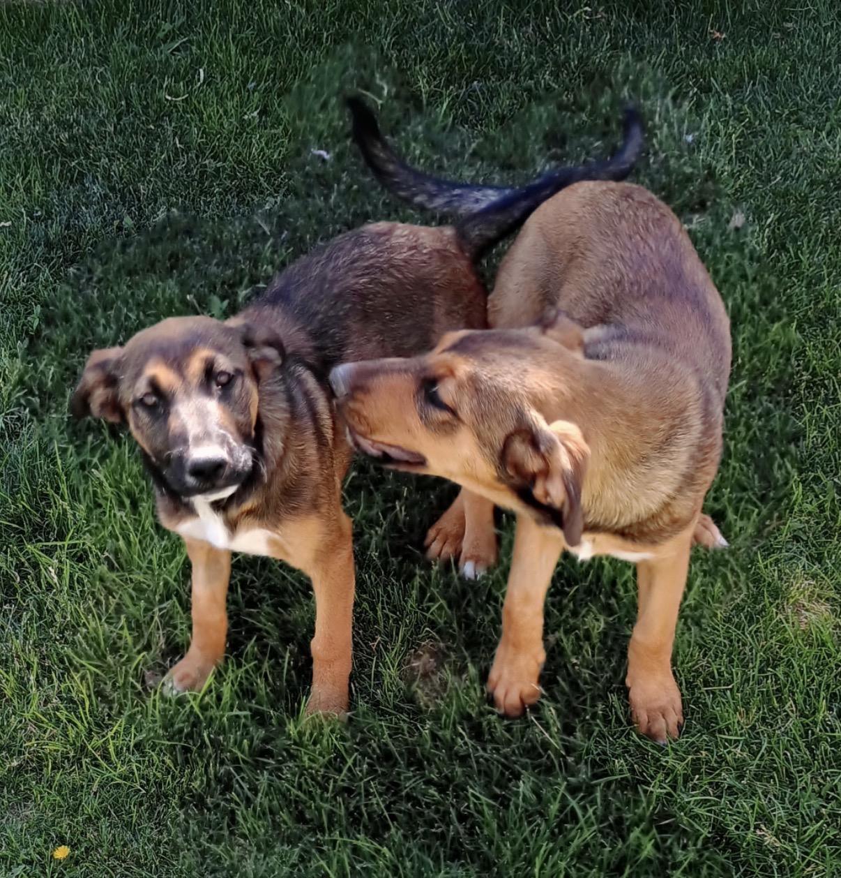 Enlarge Hattie, a ADOPTABLE mixed breed in Amarillo, TX image 5/6