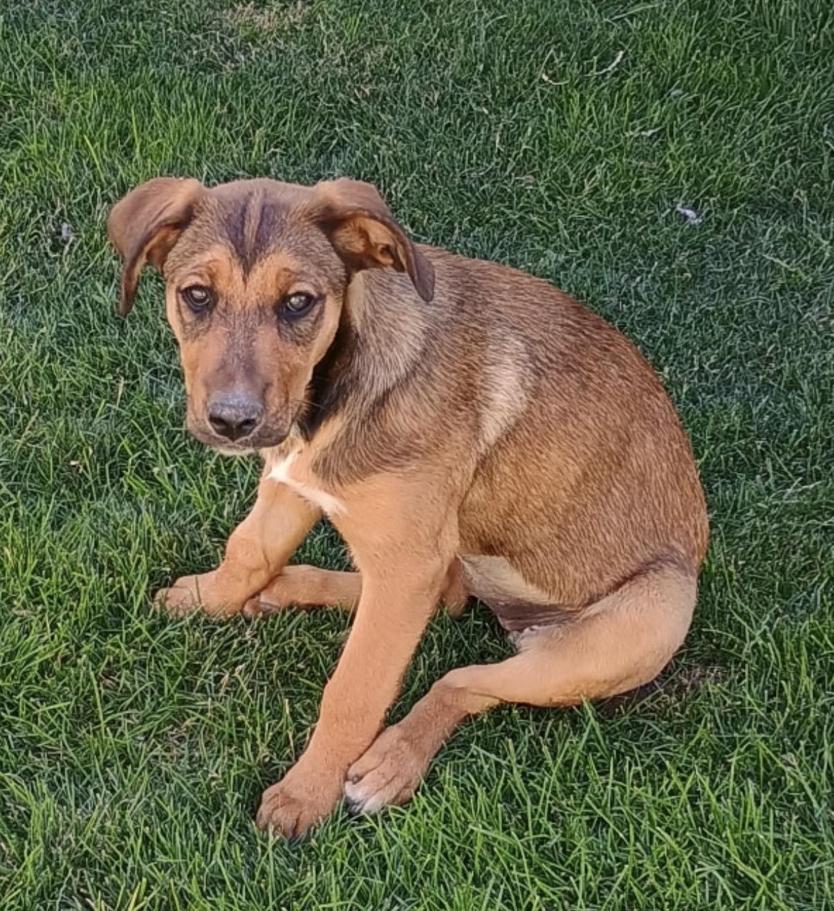 Enlarge Hattie, a ADOPTABLE mixed breed in Amarillo, TX image 1/6