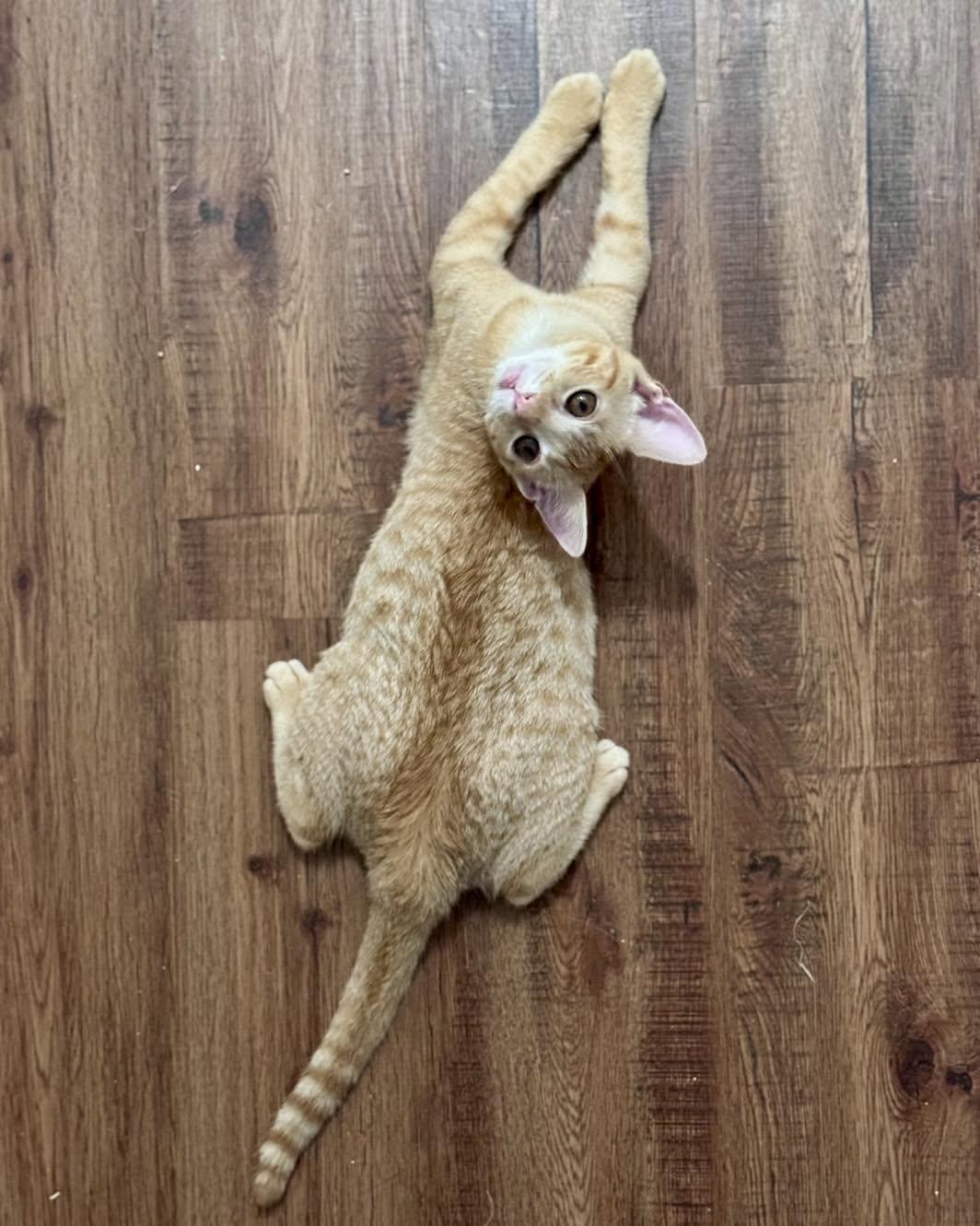 Guppy, an adopted Domestic Short Hair in Flint, TX image 1/2